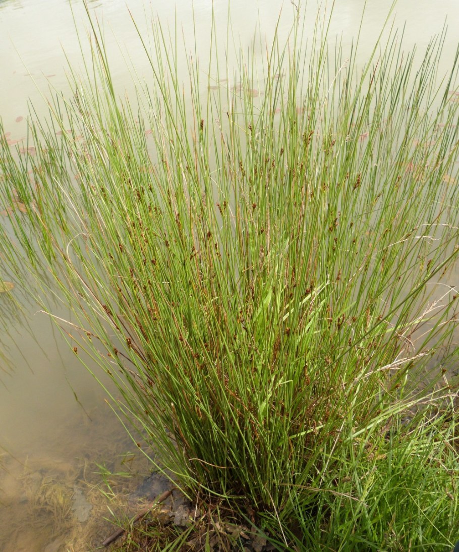 Ситник (Juncus)