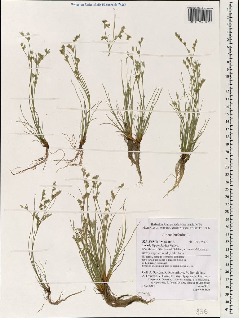 Ситник скученноцветковый