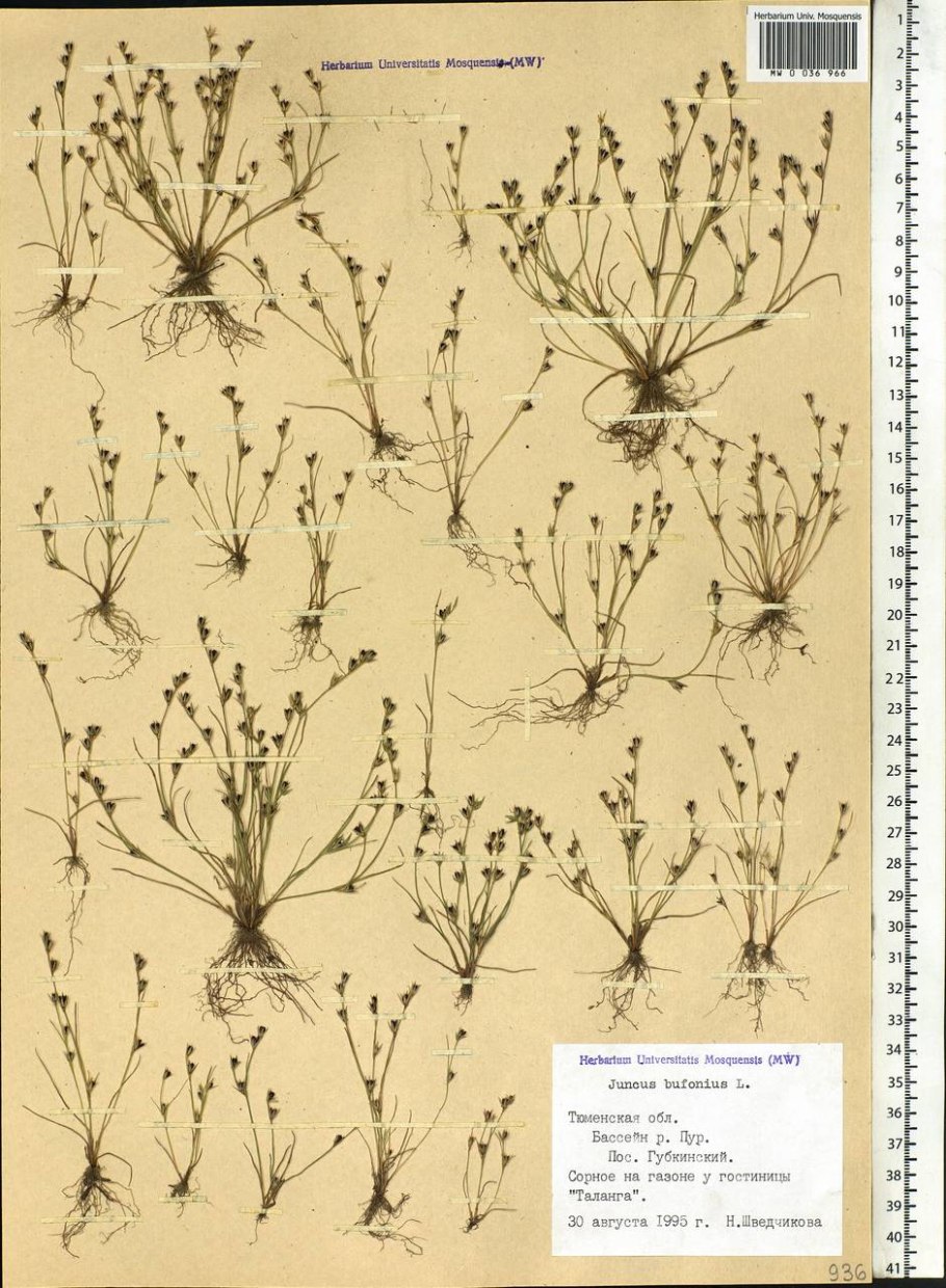 Ситник Жабий растение