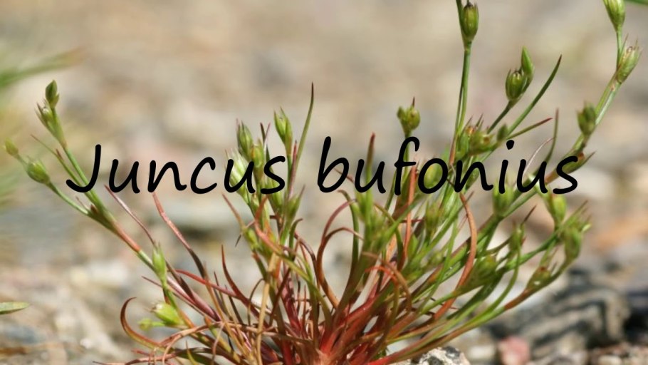 Ситник сорняк