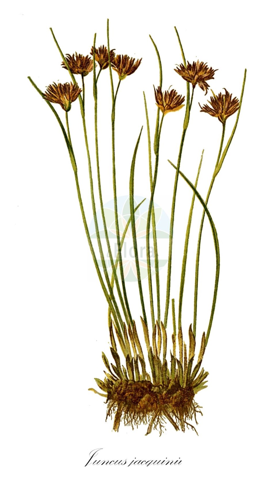 Juncus jacquinii