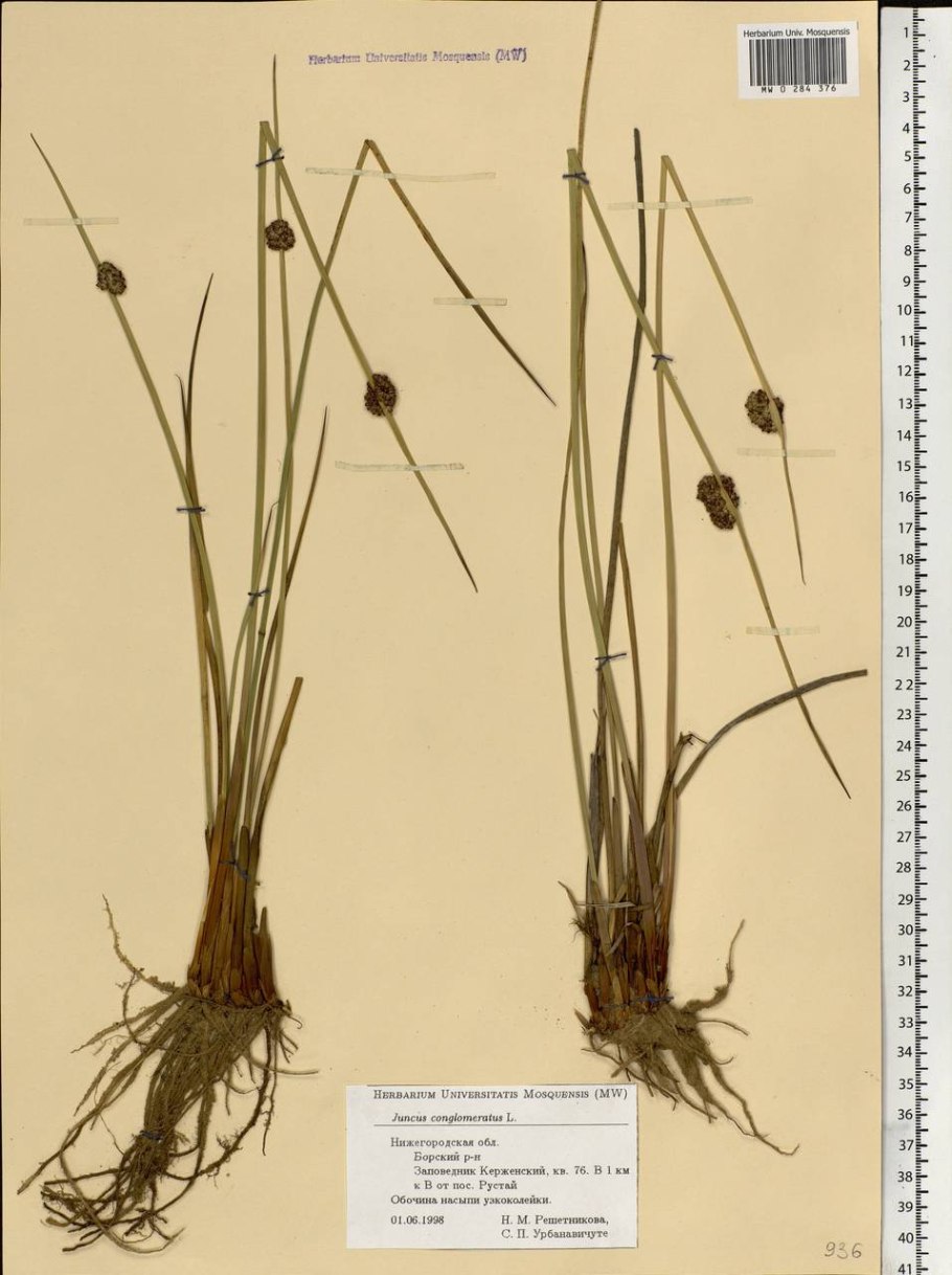 Juncus conglomeratus l.