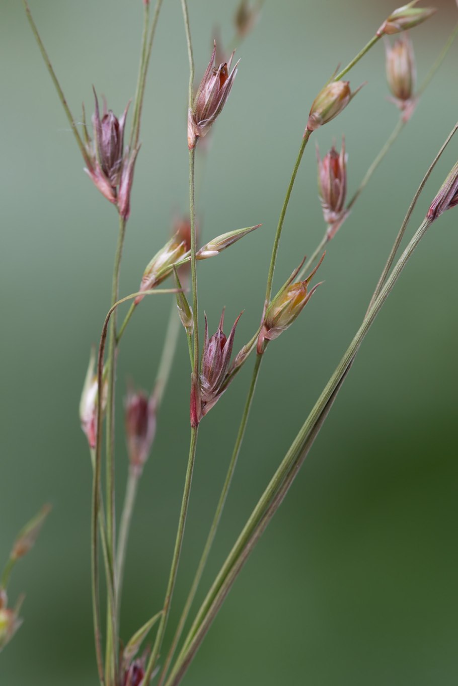 Ситник (Juncus)