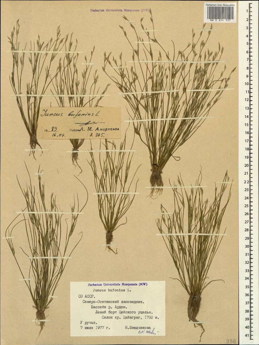 Ситник трава Болотная