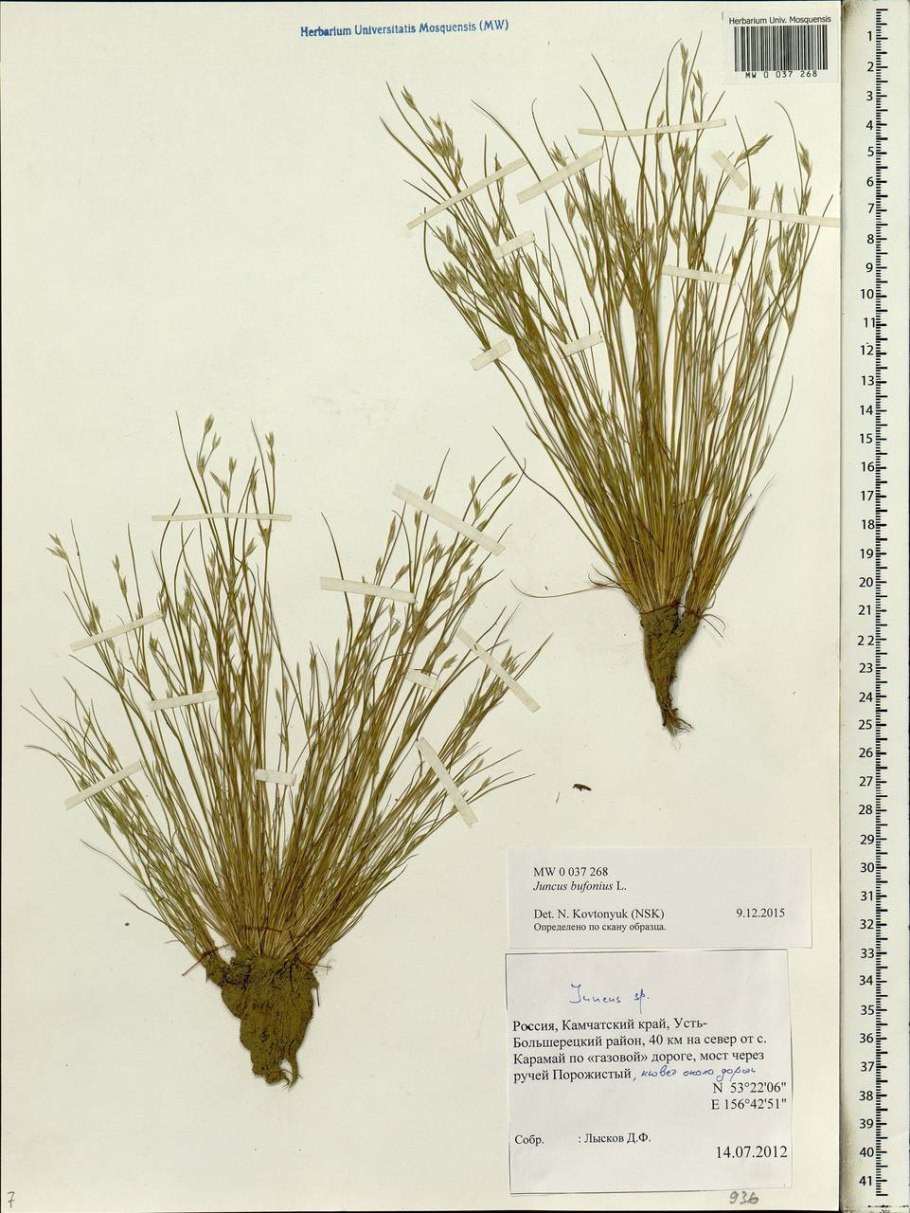 Ситник остроцветковый