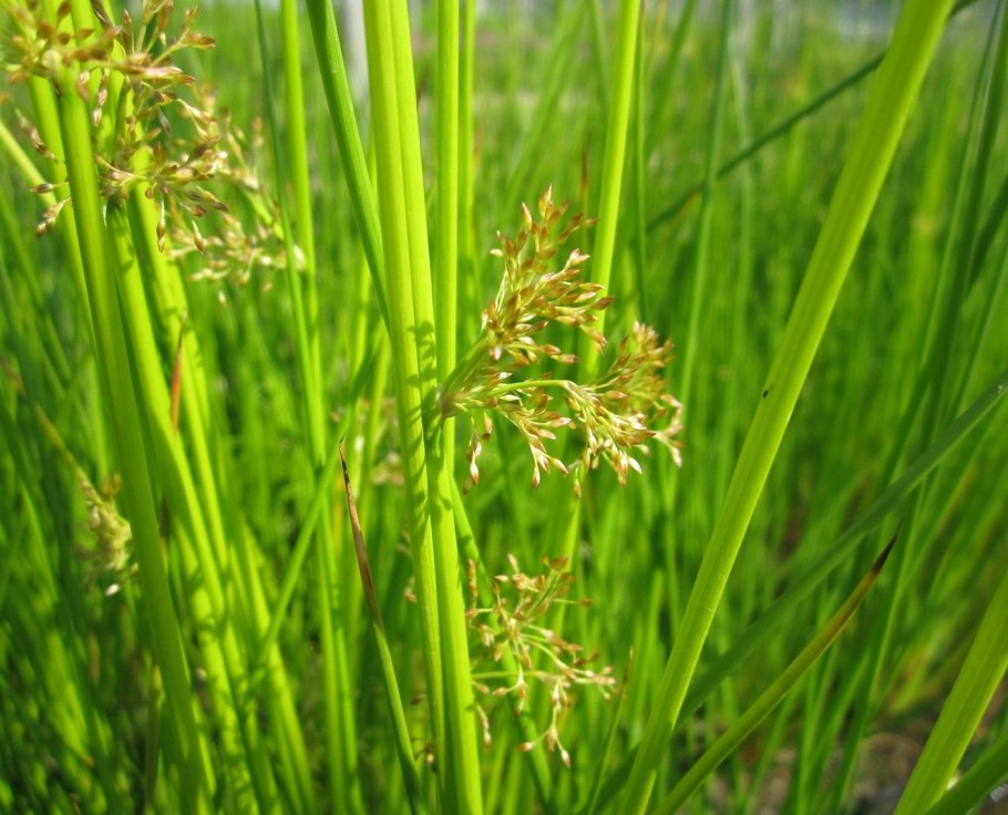 Ситник черный