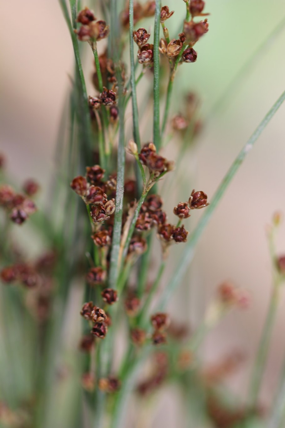 Ситник мечелистный (Juncus ensifolius)