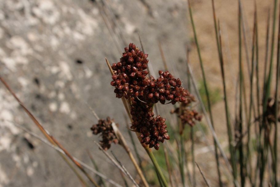 Ситник (Juncus)