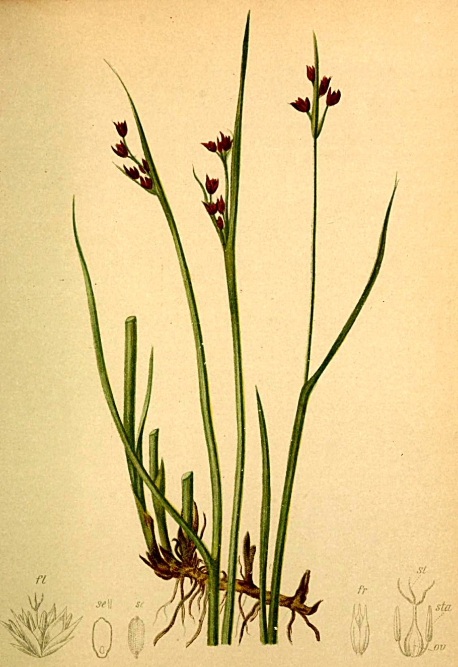 Juncus alpinoarticulatus