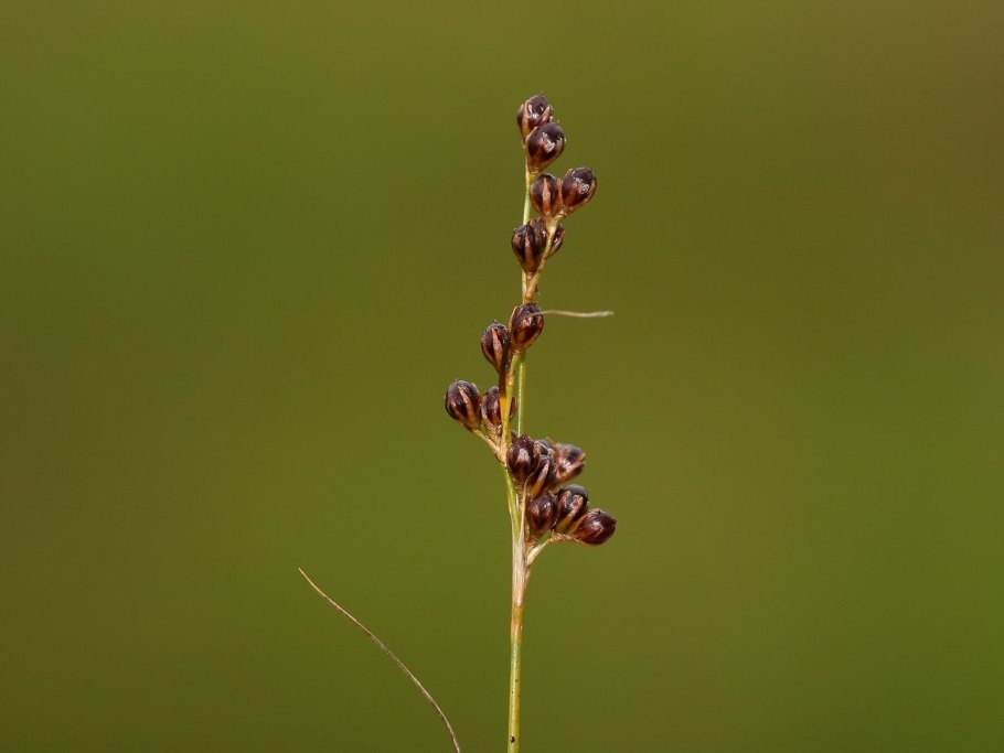 Juncus compressus