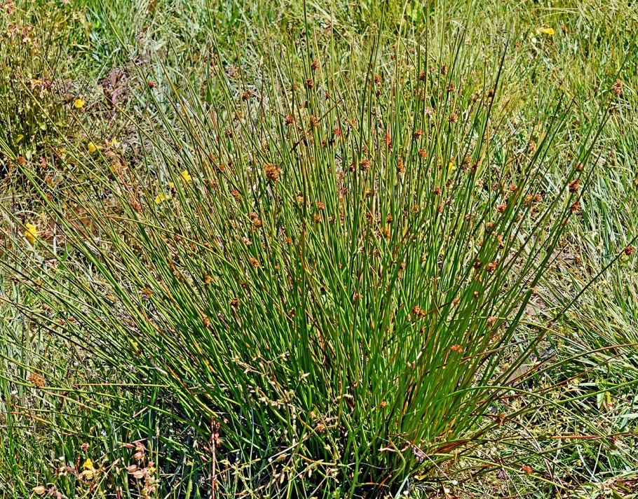 Ситник сплюснутый (Juncus compressus)