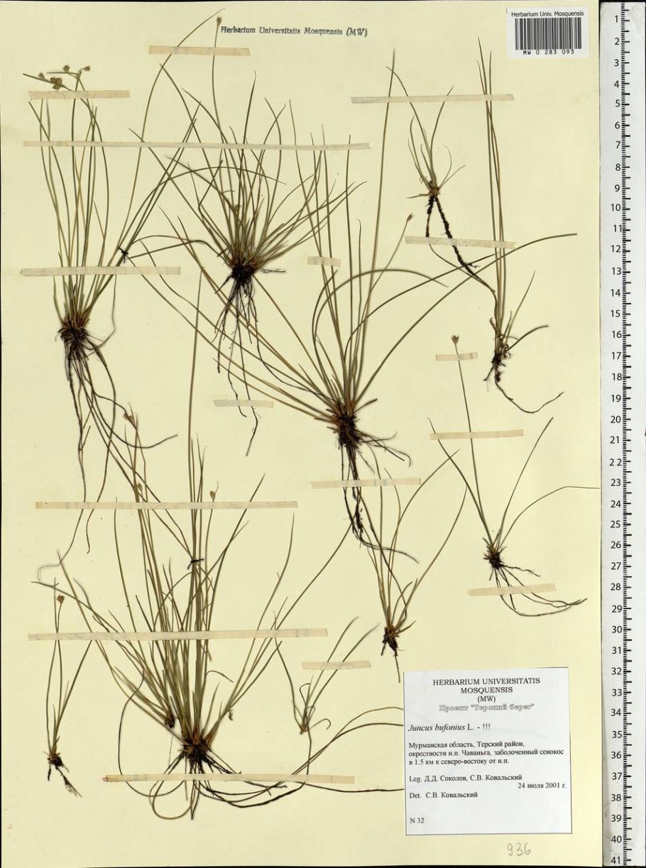 Ситник сплюснутый