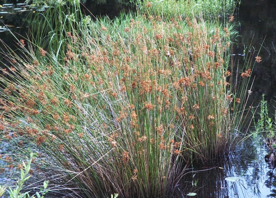 Ситник развесистый juncus effusus