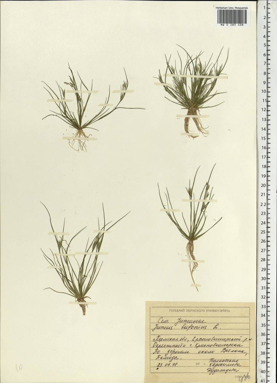 Juncus ranarius