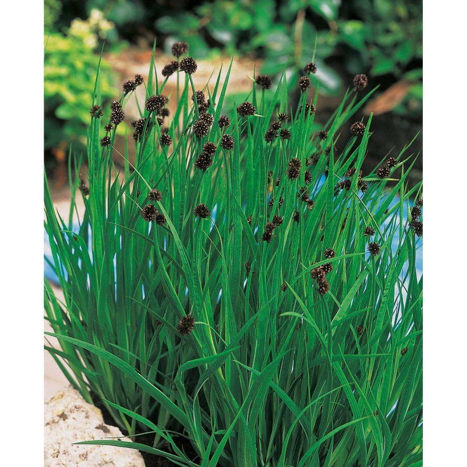 Ситник мечелистный