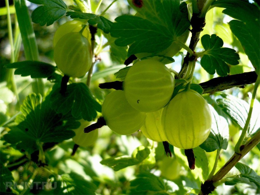 Крыжовник сорт Янтарный