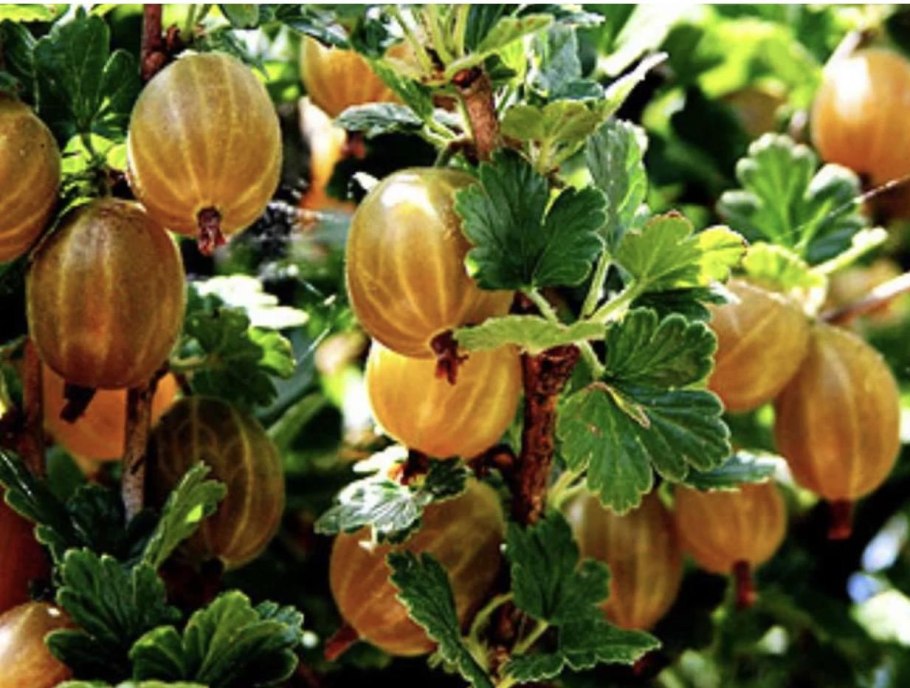 Крыжовник бесшипный Янтарный