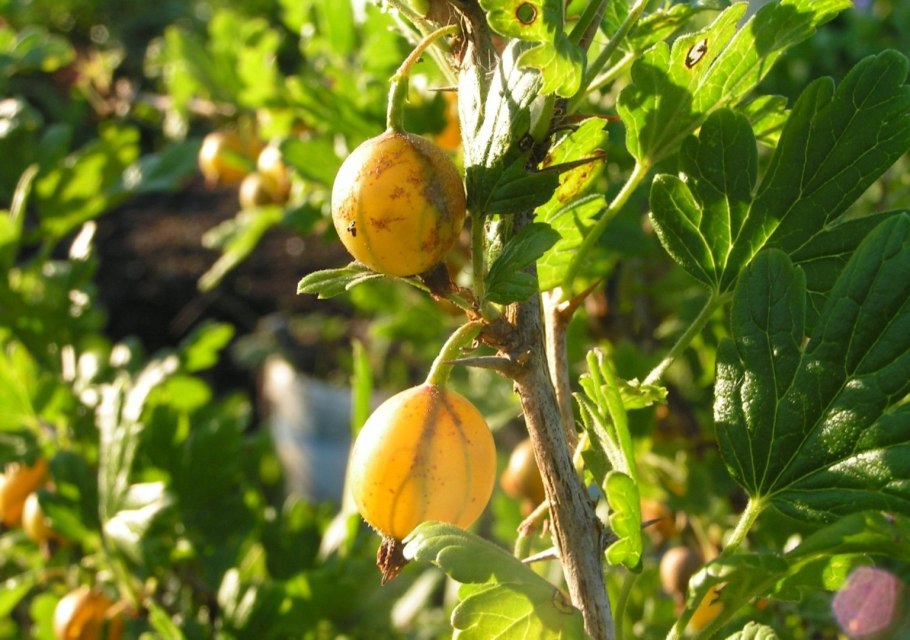 Крыжовник Алтайский слабошипный