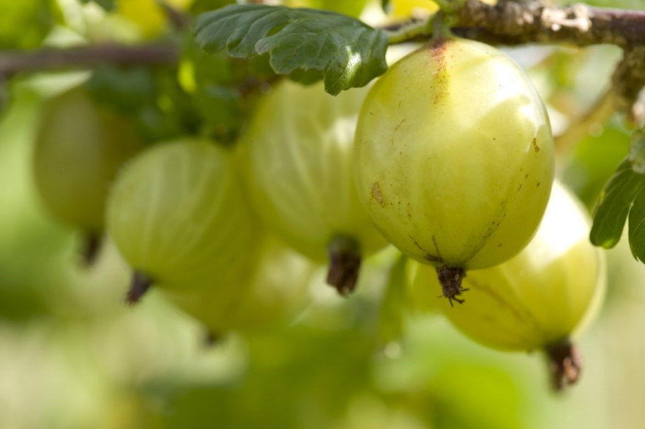 Крыжовник куст с удобрением