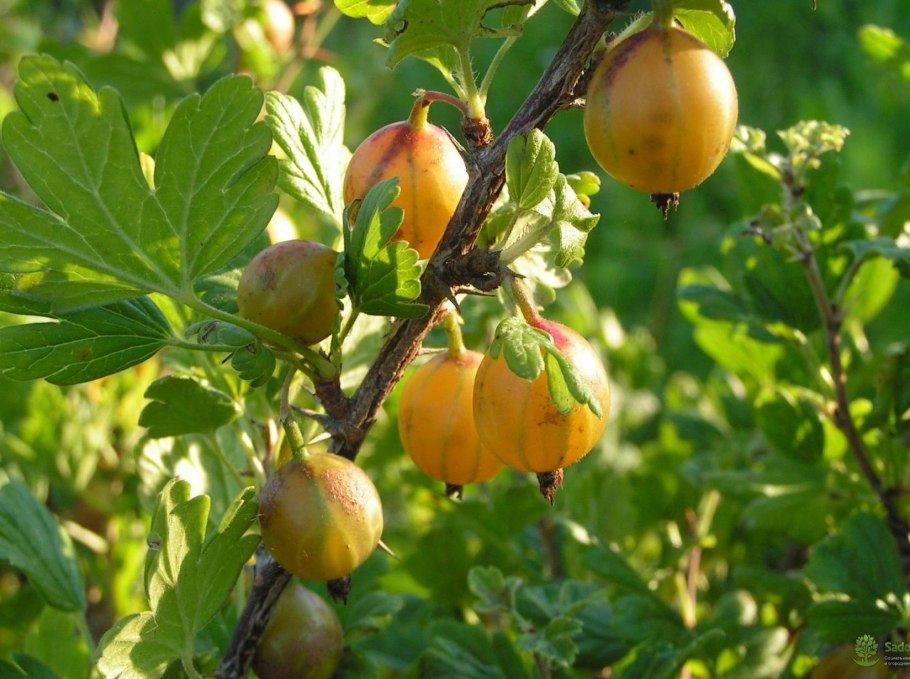 Крыжовник желтый волосистый сорт