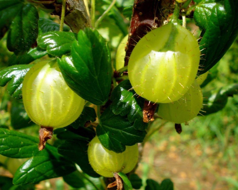 Крыжовник бесшипный африканец