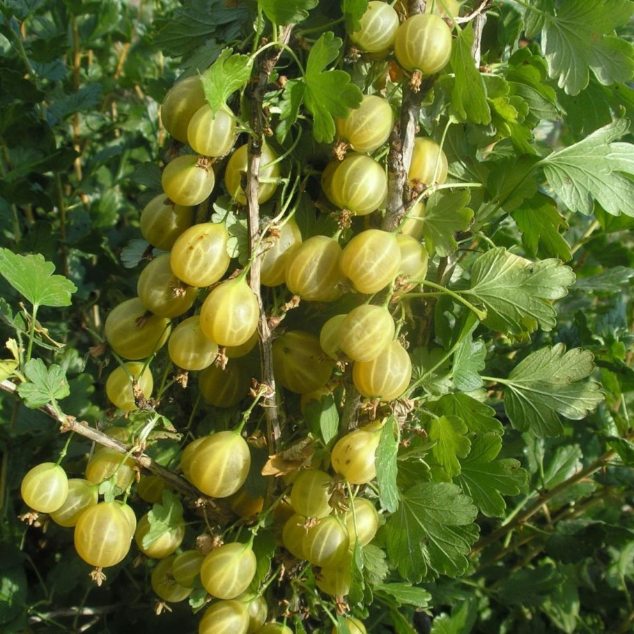 Крыжовник коралл