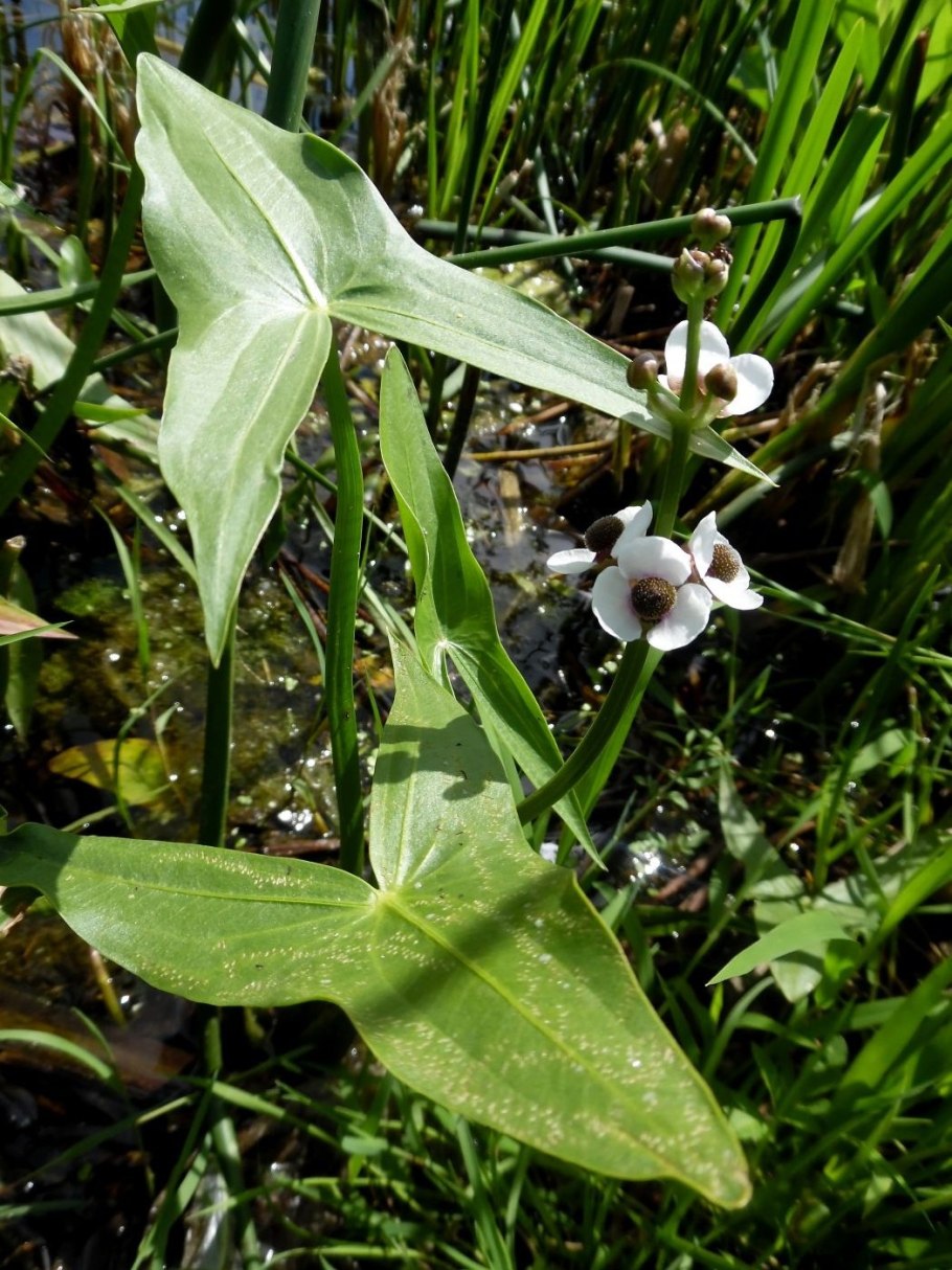 Стрелолист обыкновенный (Sagittaria sagittifolia)