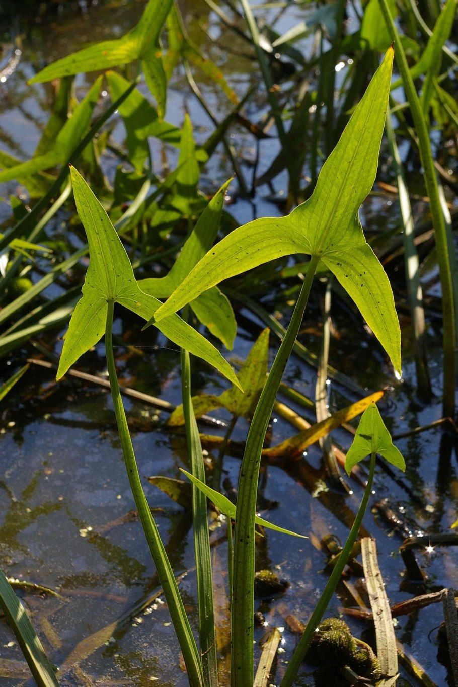 Стрелолист Sagittaria sagittifolia