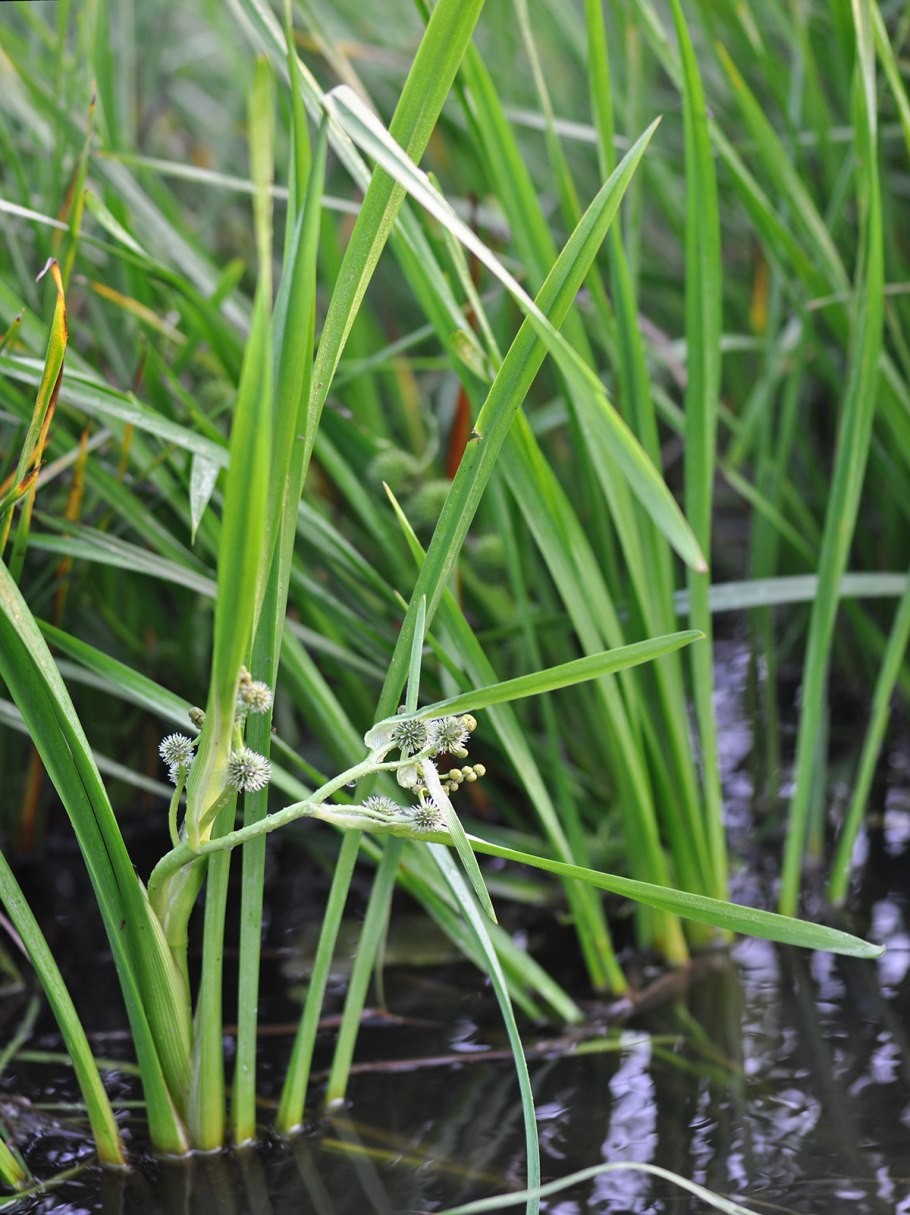 Стрелолист Sagittaria sagittifolia