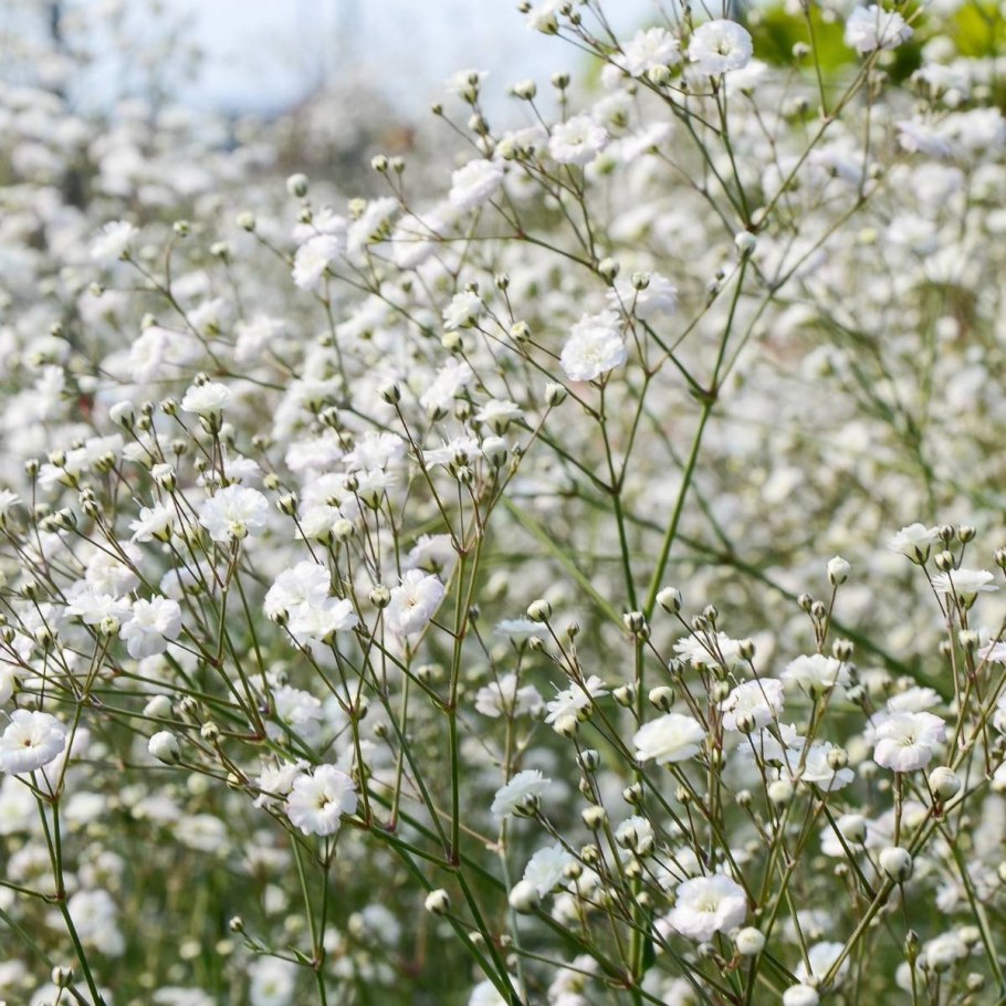 Перекати-поле; Качим метельчатый (Gypsophila paniculata)