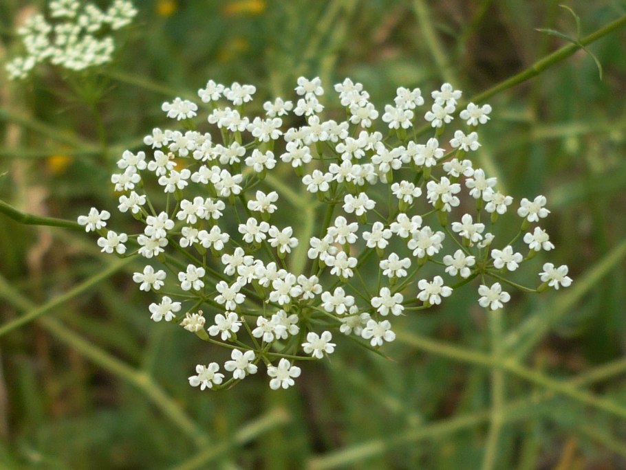 Качим метельчатый