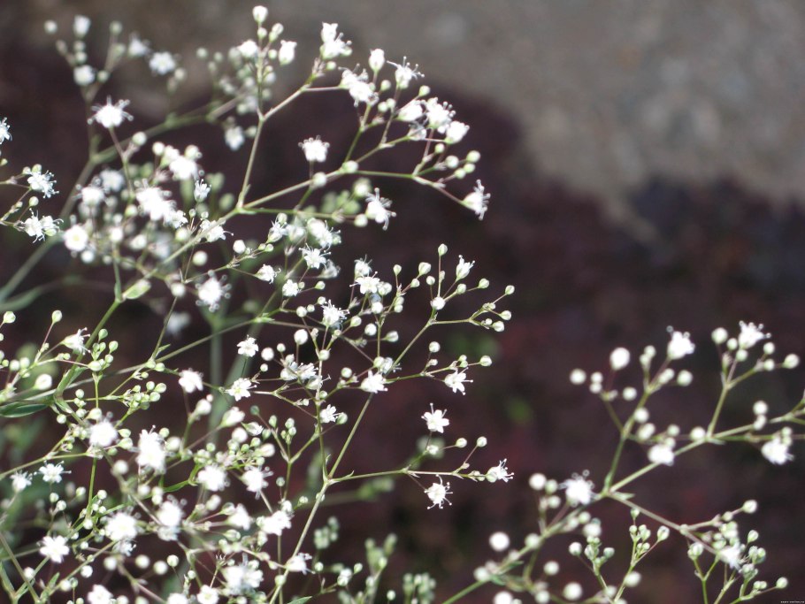 Гипсофила метельчатая сноуфлейк