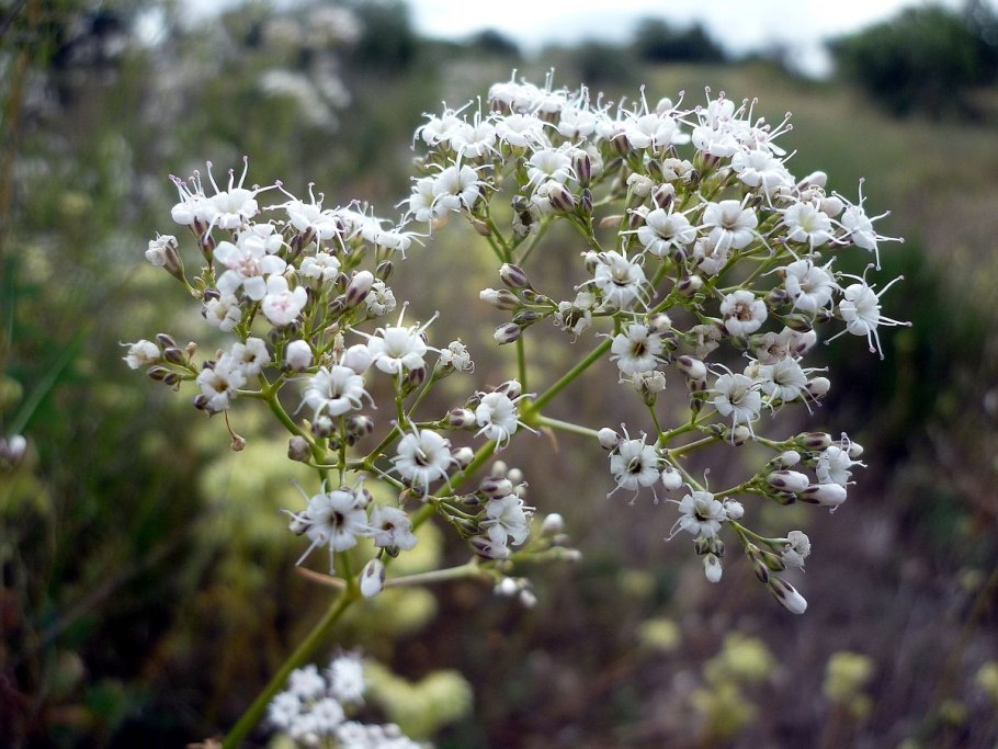 Перекати-поле качим метельчатый (gypsophila paniculata)