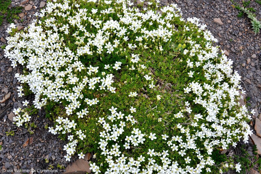 Качим Патрэна – Gypsophila patrinii ser.*