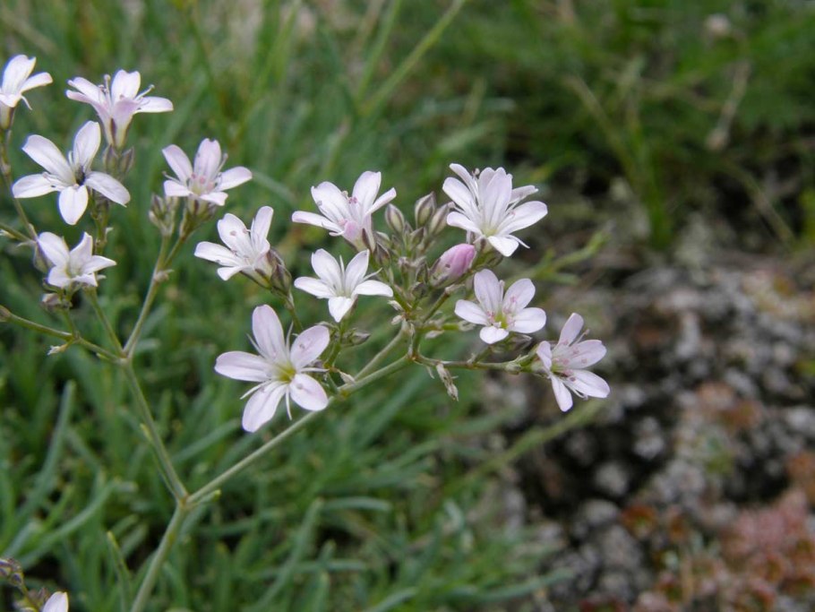 Качим Юзепчука