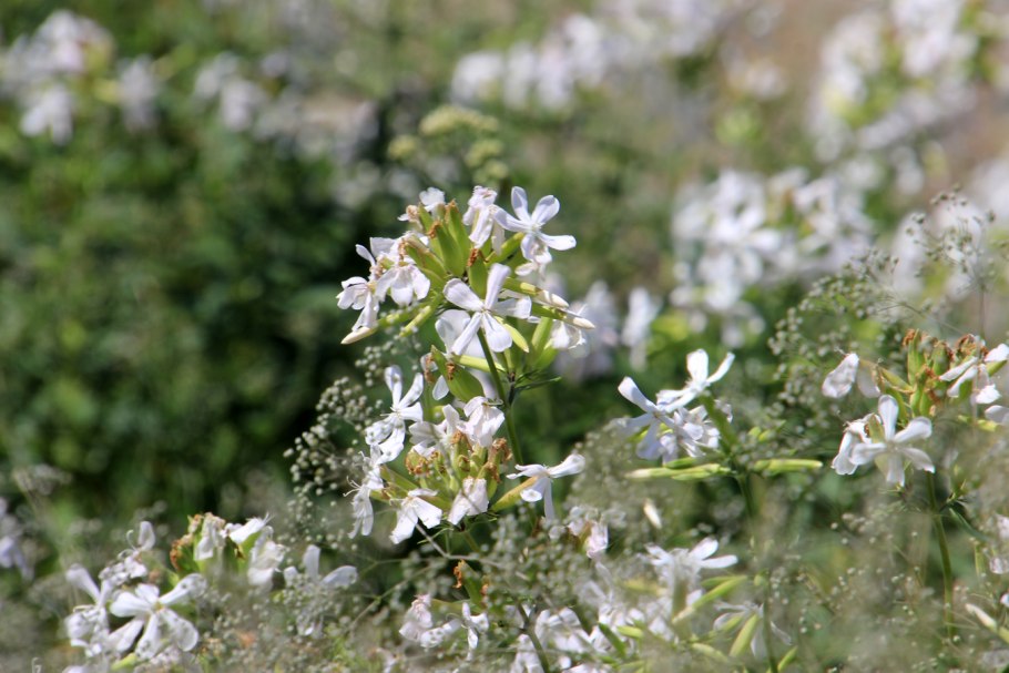 Мыльнянка обыкновенная