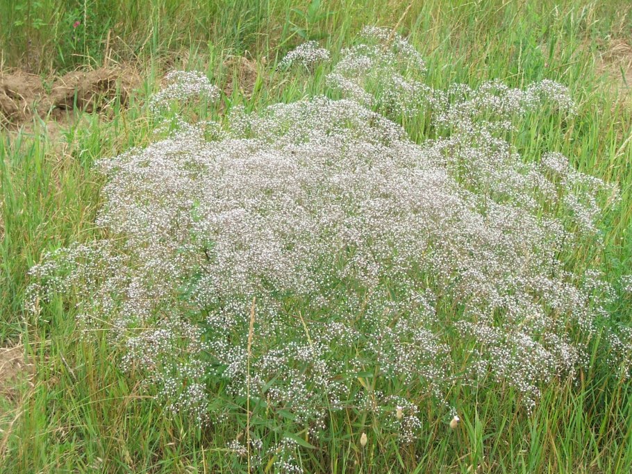 Гипсофила или Качим ползучий (Gypsophila repens).