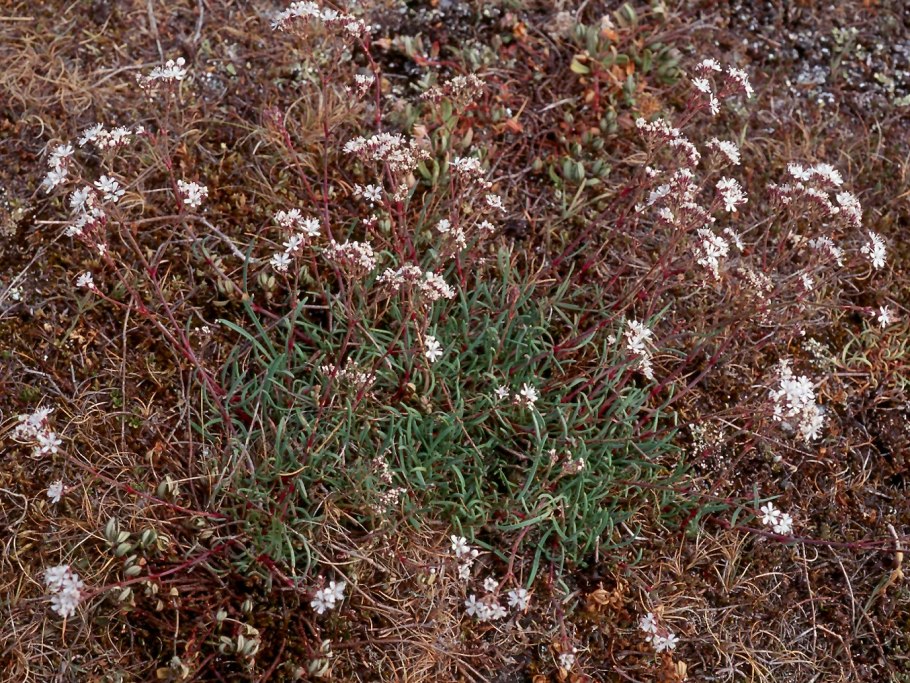 Качим Юзепчука