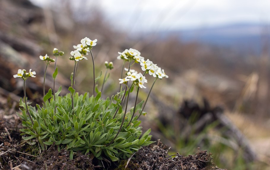 Заповедник Басеги Шиверекия Подольская