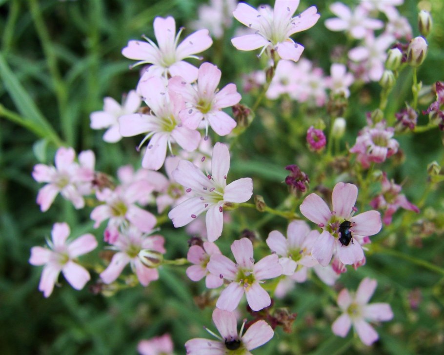 Гипсофила (качим) ползучая