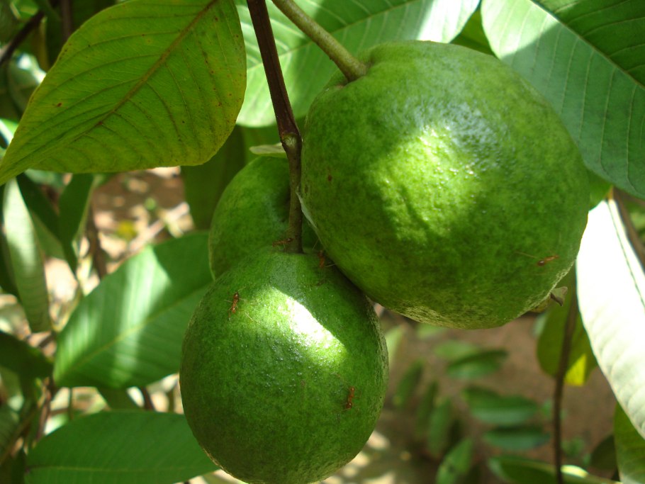 Psidium guajava (гуава, псидиум)