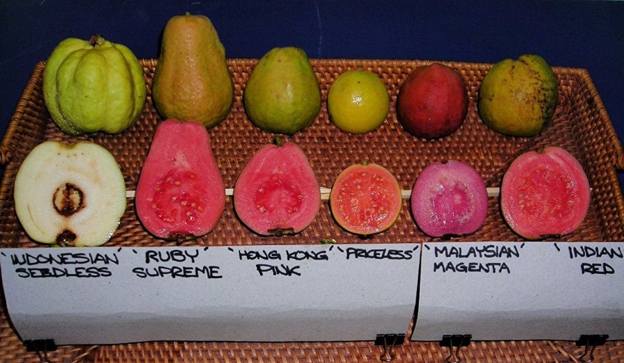 Psidium guajava (гуава, псидиум)
