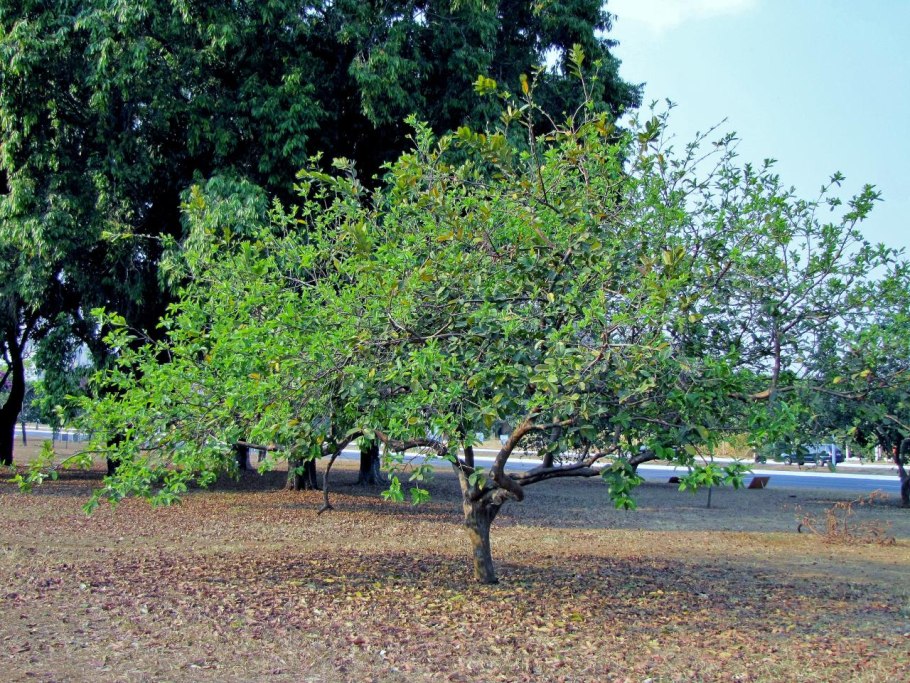 Гуайава, гуава (Psidium guajava)