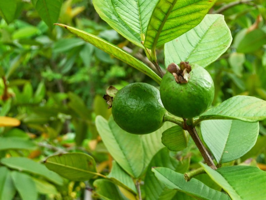 Гуайава, гуава (Psidium guajava) дерево
