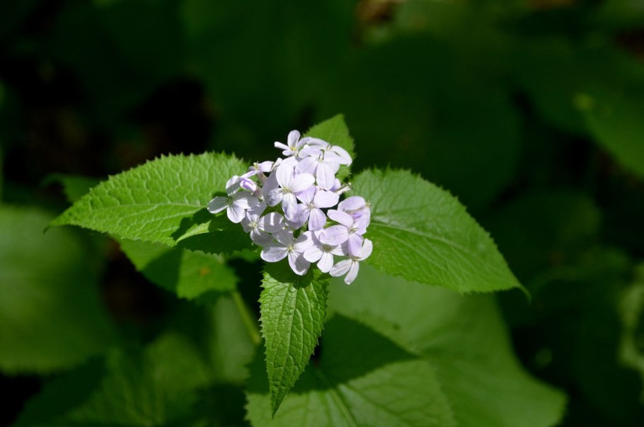 Лунник оживающий (Лунария)
