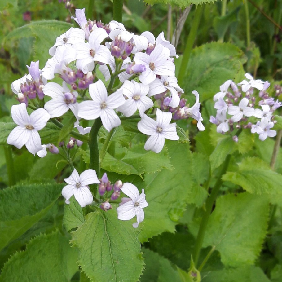 Лунария Редивива