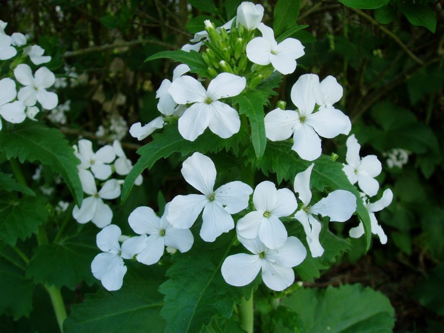 Лунария Lunaria annua