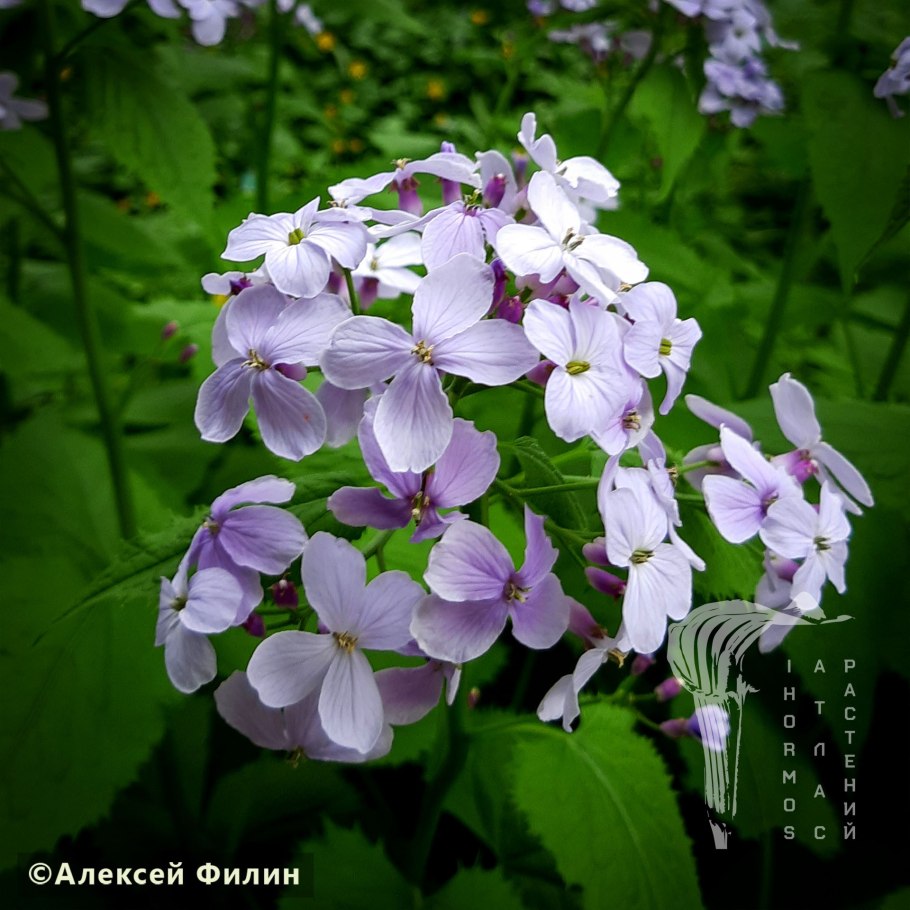 Лунник многолетний