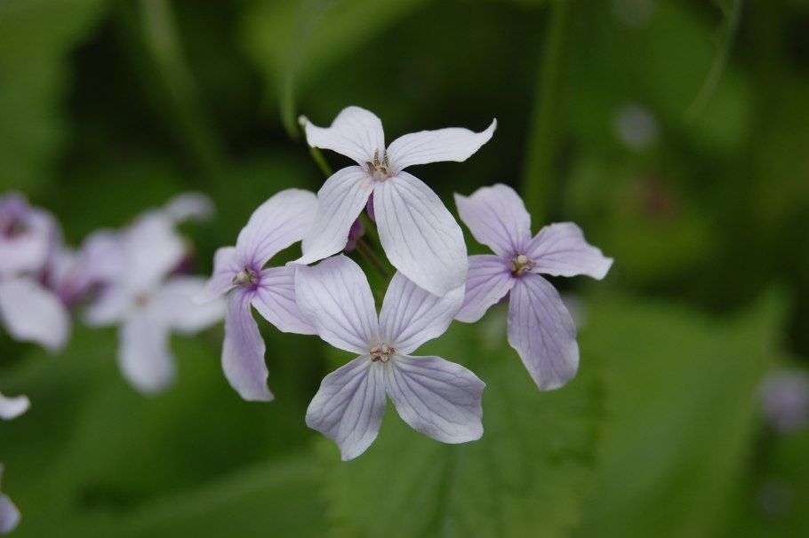Лунария однолетняя