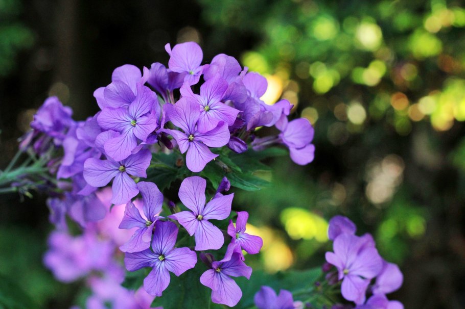 Лунник оживающий (Lunaria Rediviva l.)